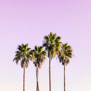 Art Gallery - Palm Tree Print