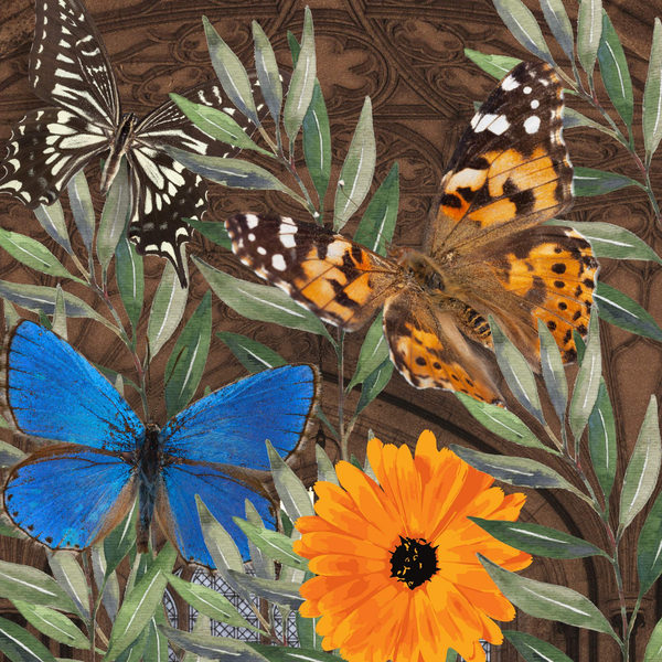 Art Gallery - Butterfly Wonder-4EVER Prints