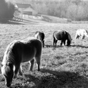 Horse Field Wall Art 