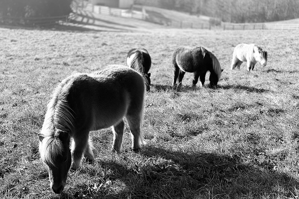 Horses Field Wall Art 