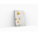 Canvas Print - Daisies