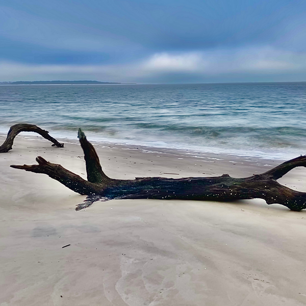 Wall Art - Black Driftwood