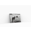 Canvas Prints - Horse Field 
