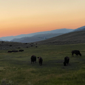 Yellowstone Wall Art 