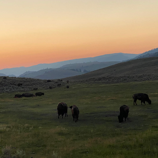 Yellowstone Wall Art 