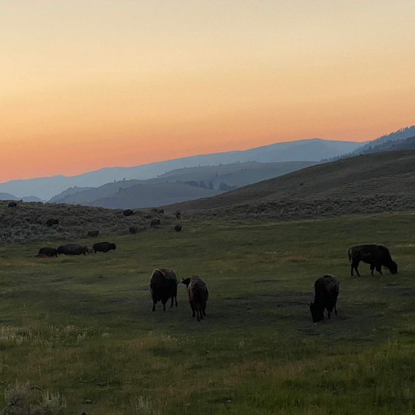 Yellowstone Wall Art 